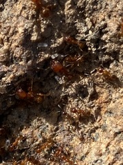 Pheidole hyatti