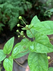Sphedamnocarpus pruriens pruriens