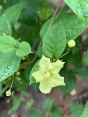 Sphedamnocarpus pruriens pruriens