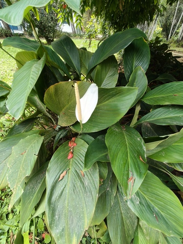 Spathiphyllum cannifolium