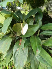 Spathiphyllum cannifolium