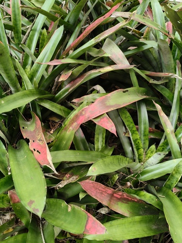 Aechmea pectinata, photograph 3