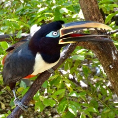 Pteroglossus castanotis