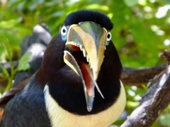 Pteroglossus castanotis