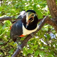 Pteroglossus castanotis