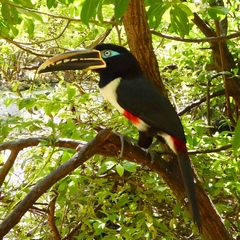 Pteroglossus castanotis