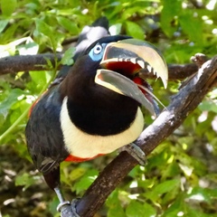 Pteroglossus castanotis