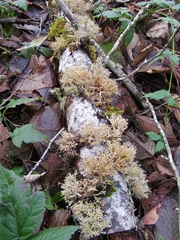 Sphaerophorus venerabilis