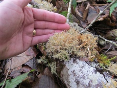 Sphaerophorus venerabilis