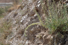 Salsola montana