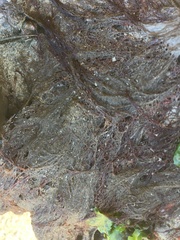 Gracilariopsis