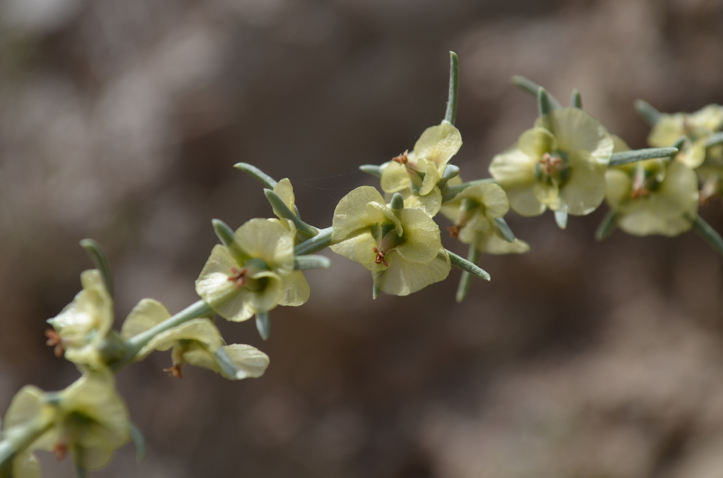Salsola montana
