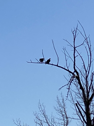 iNaturalist observation 2025-12-20