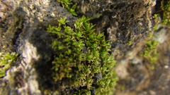 Bryophyta