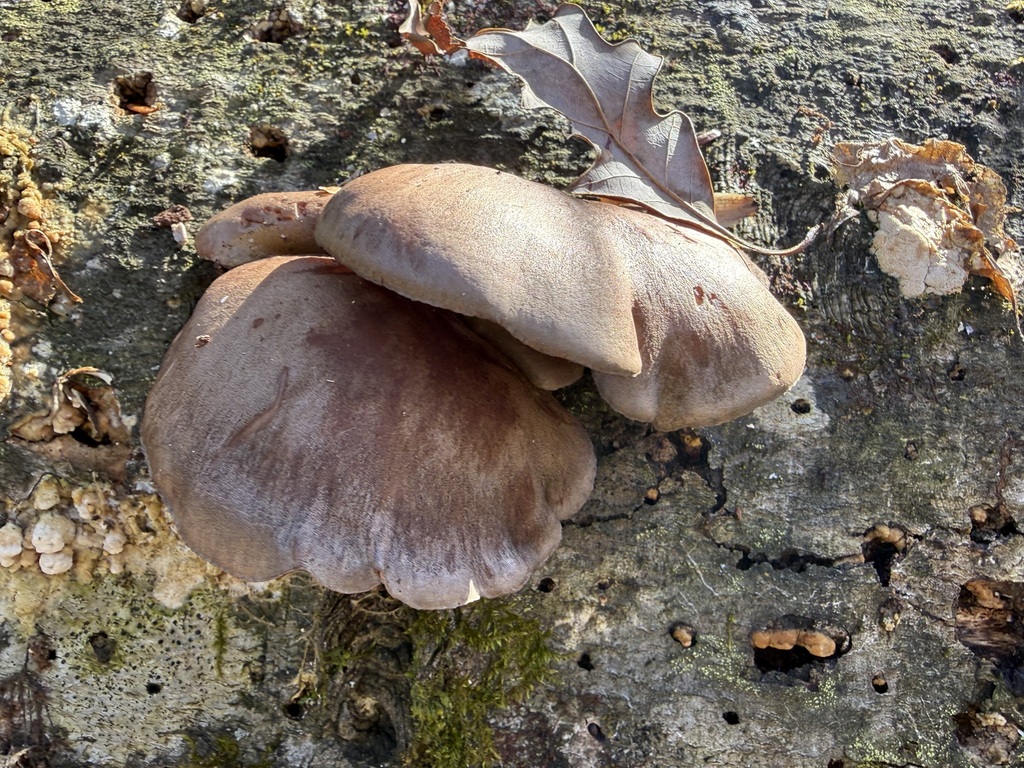Sarcomyxa serotina · December 2025 · photo: © ladyjanaye (iNaturalist, cc-by)