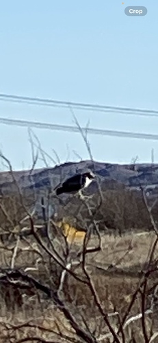 iNaturalist observation 2025-12-20
