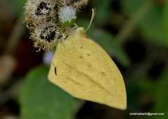 Eurema laeta