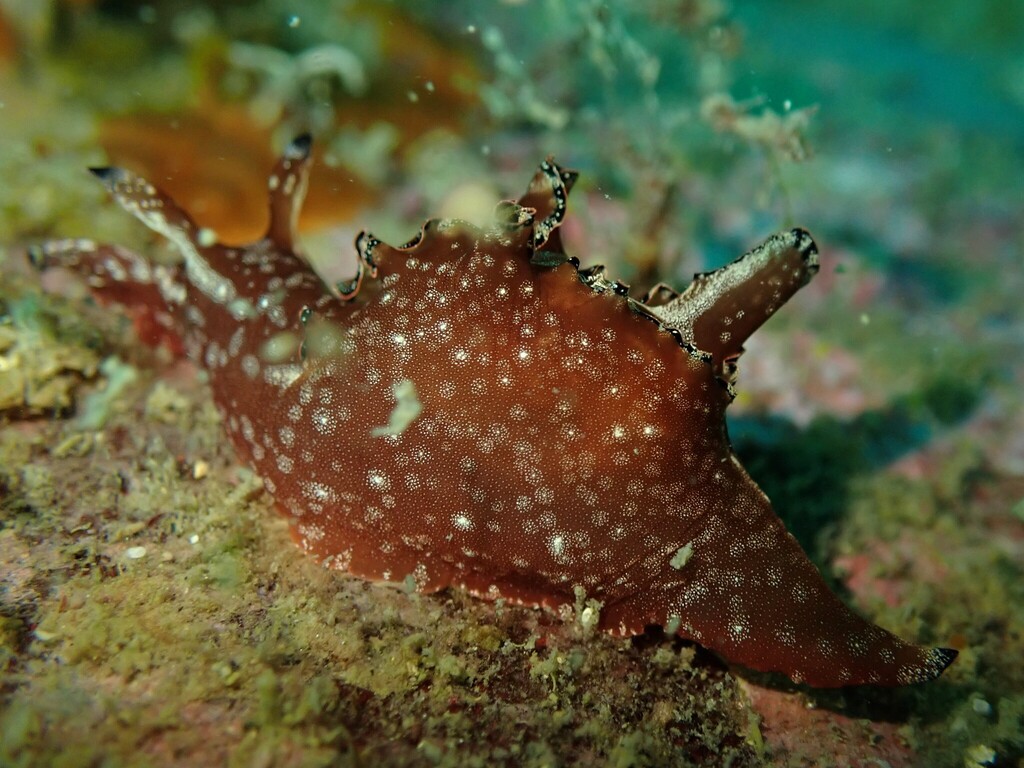 Aplysia concava