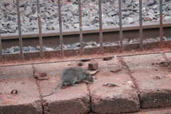 Rattus norvegicus