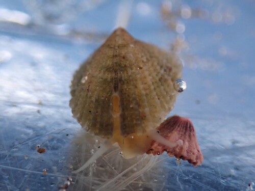 Emarginula striatula observed 2025-12-20