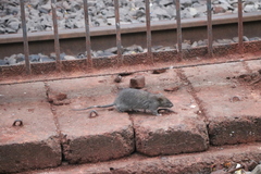 Rattus norvegicus