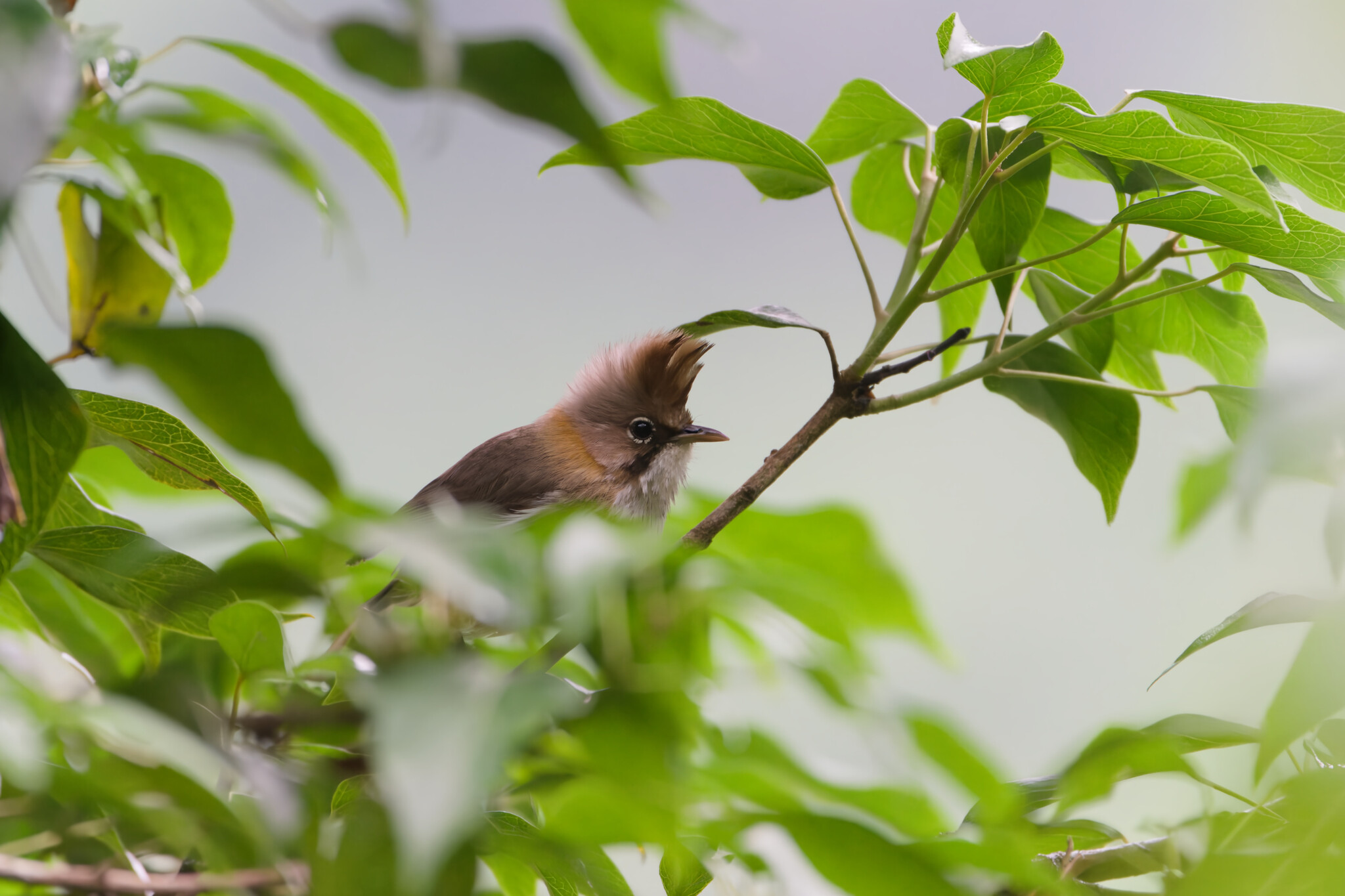 Whiskered Yuhina