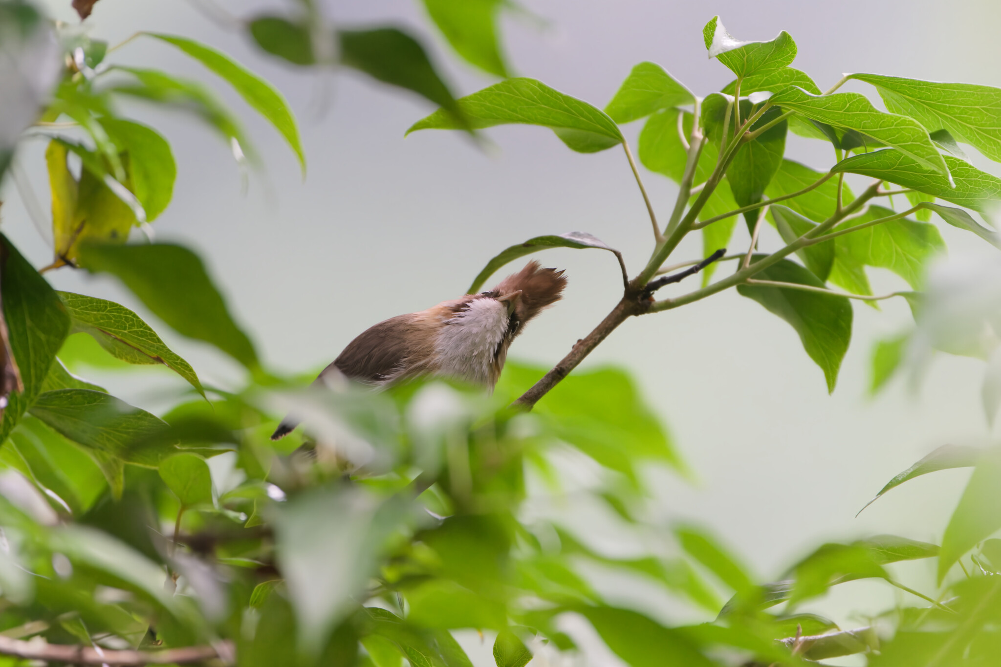 Whiskered Yuhina