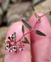 Euphorbia capitellata