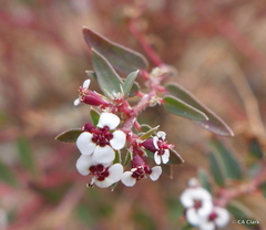 Euphorbia capitellata