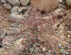 Euphorbia capitellata