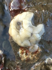 Acanthodoris rhodoceras