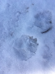 Canis latrans thamnos