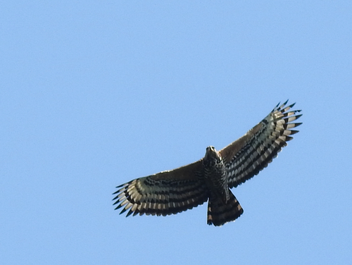 Crowned Eagle