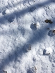 Canis latrans thamnos