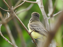 Myiarchus panamensis