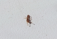 Ponera testacea