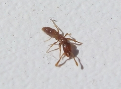 Ponera testacea