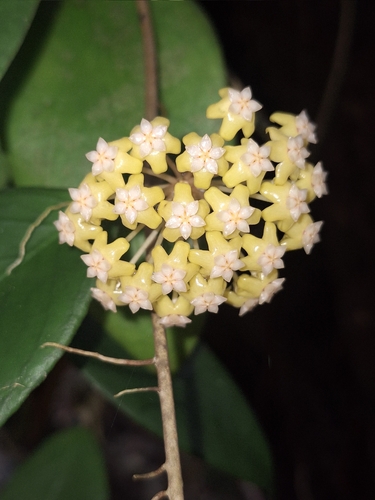 Hoya vitellina Blume