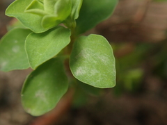Podosphaera euphorbiae
