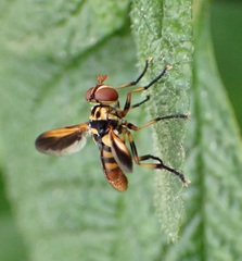 Trichopoda subalipes