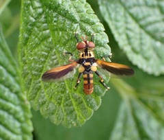Trichopoda subalipes
