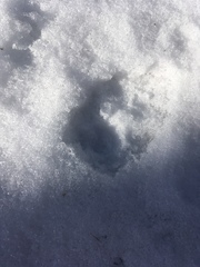 Canis latrans thamnos
