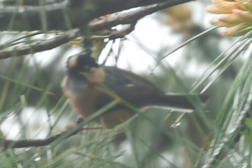Black-browed Bushtit