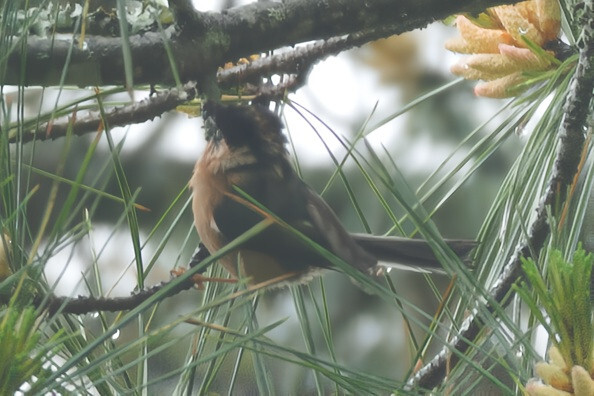 Black-browed Bushtit