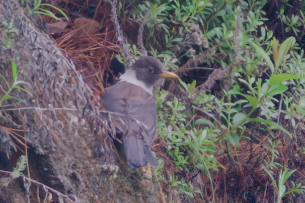 White-collared Blackbird