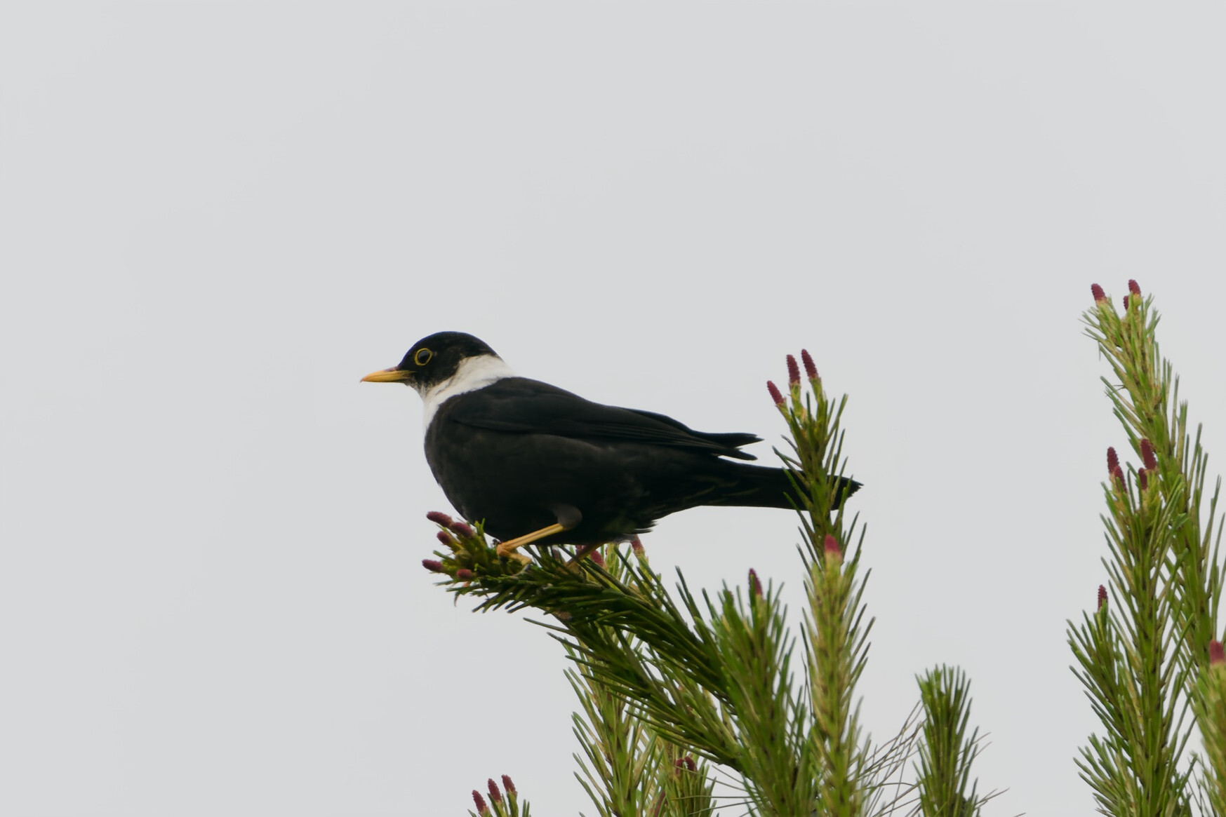 White-collared Blackbird