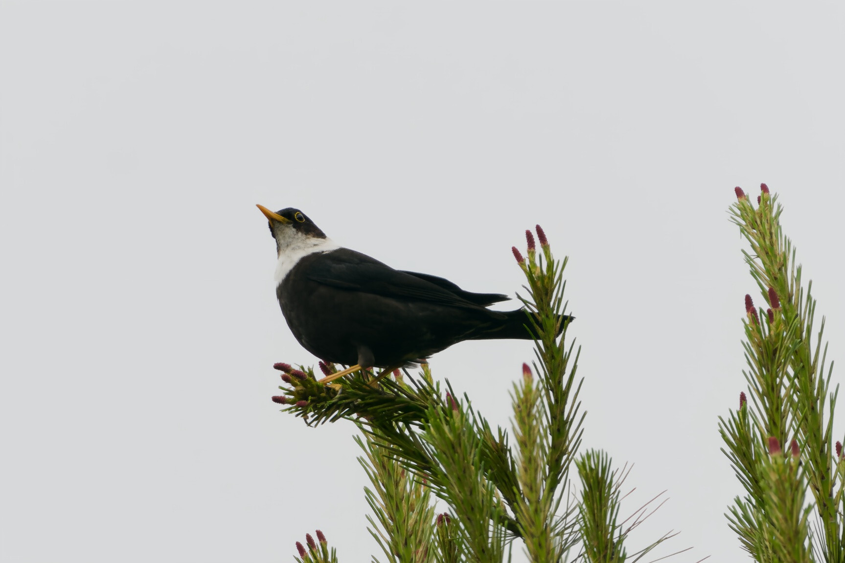 White-collared Blackbird