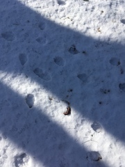 Canis latrans thamnos
