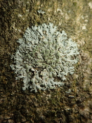 Phaeophyscia orbicularis