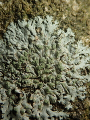 Phaeophyscia orbicularis